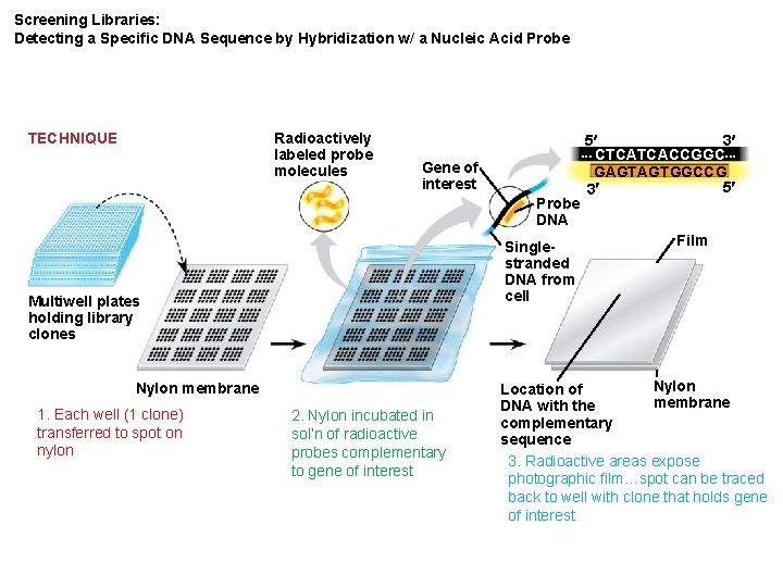 Screening Libraries: Detecting a Specific DNA Sequence by Hybridization w/ a Nucleic Acid Probe