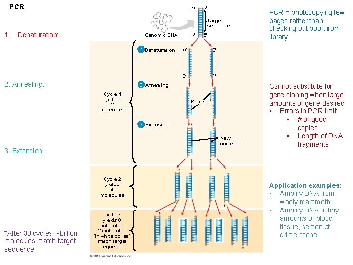 PCR 5 3 Target sequence 1. Denaturation: Genomic DNA 1 Denaturation 2. Annealing: 3