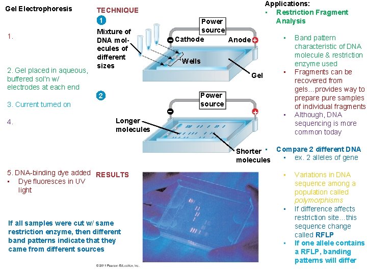 Gel Electrophoresis 1. E 2. Gel placed in aqueous, buffered sol’n w/ electrodes at