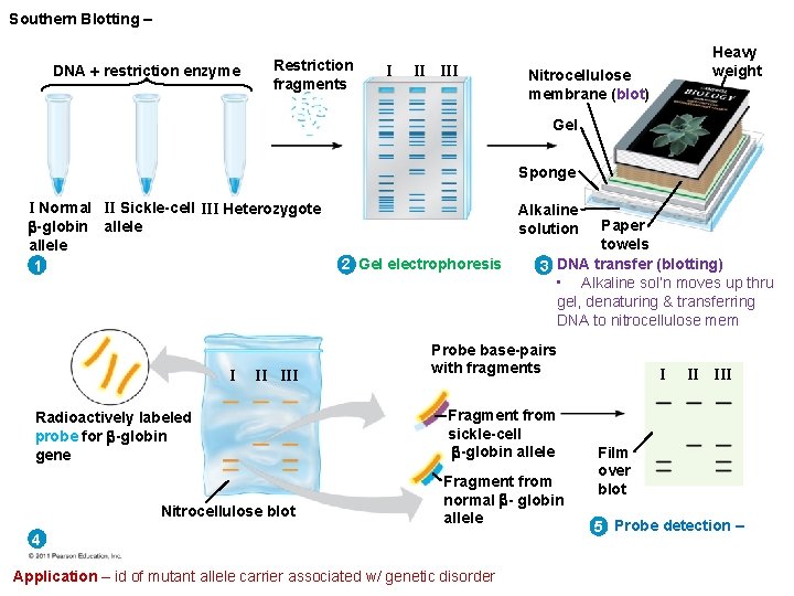 Southern Blotting – DNA restriction enzyme Restriction fragments I II III Heavy weight Nitrocellulose