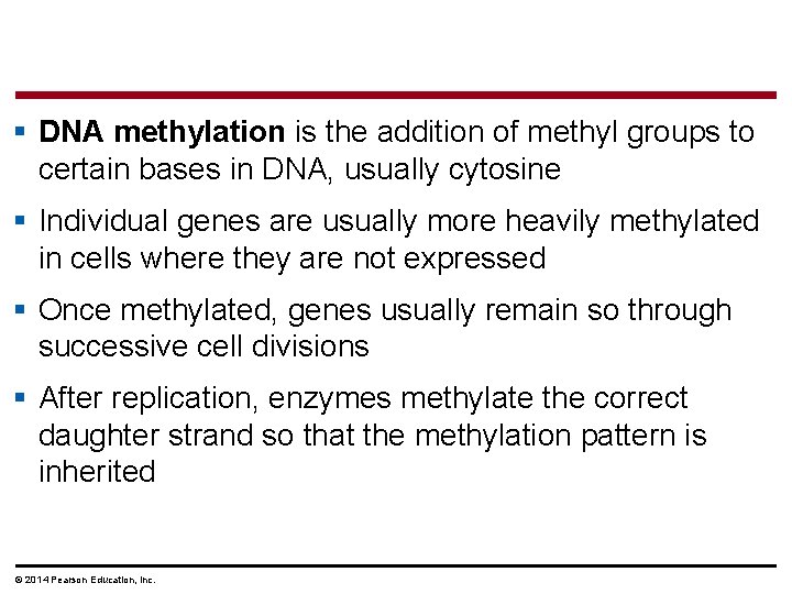 § DNA methylation is the addition of methyl groups to certain bases in DNA,