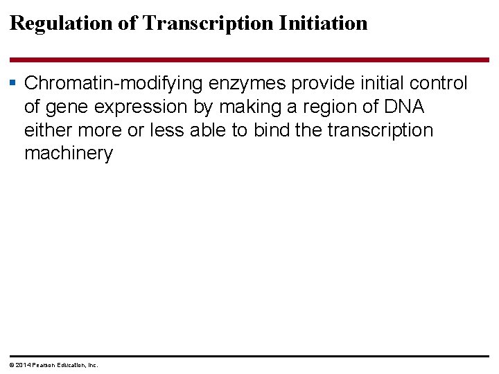 Regulation of Transcription Initiation § Chromatin-modifying enzymes provide initial control of gene expression by