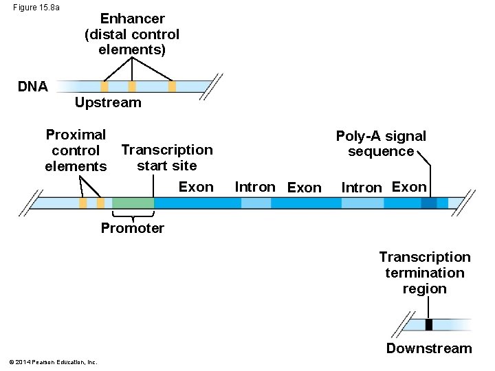 Figure 15. 8 a DNA Enhancer (distal control elements) Upstream Proximal control Transcription start
