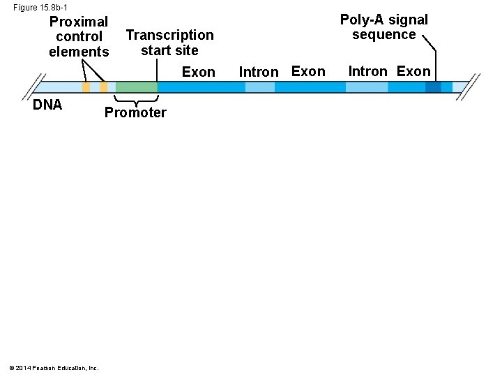 Figure 15. 8 b-1 Proximal control elements Transcription start site Exon DNA © 2014