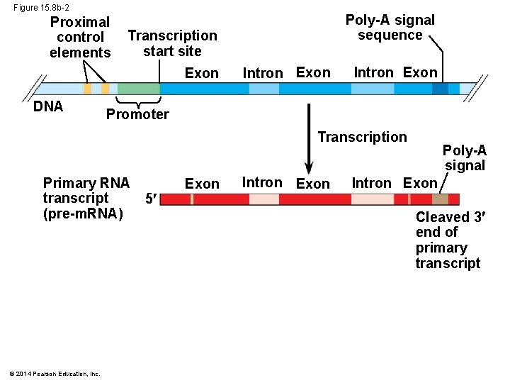 Figure 15. 8 b-2 Proximal control elements Transcription start site Exon DNA Poly-A signal