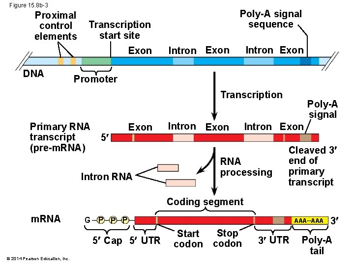 Figure 15. 8 b-3 Proximal control elements Transcription start site Exon DNA Poly-A signal