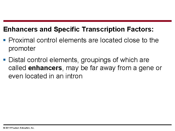 Enhancers and Specific Transcription Factors: § Proximal control elements are located close to the