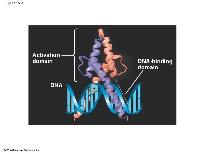Figure 15. 9 Activation domain DNA © 2014 Pearson Education, Inc. DNA-binding domain 