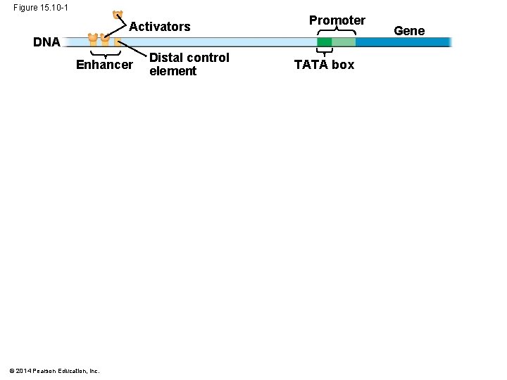 Figure 15. 10 -1 Activators Promoter DNA Enhancer © 2014 Pearson Education, Inc. Distal