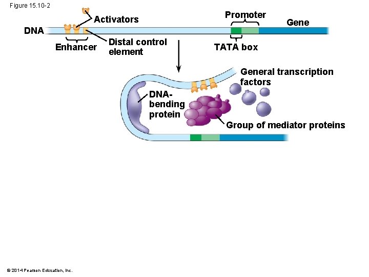 Figure 15. 10 -2 Promoter Activators DNA Enhancer Distal control element Gene TATA box