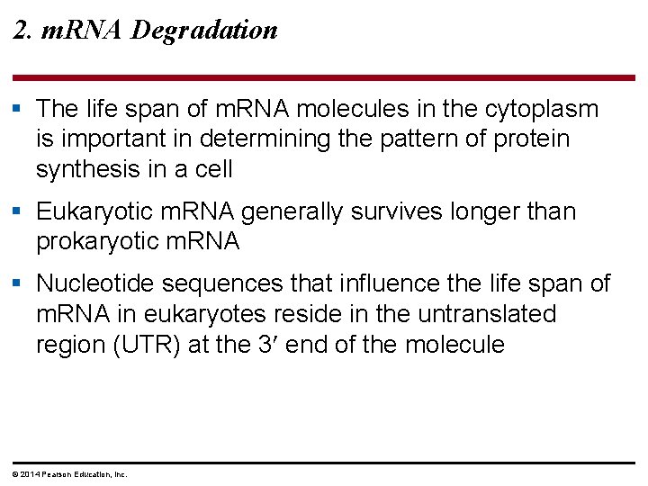 2. m. RNA Degradation § The life span of m. RNA molecules in the