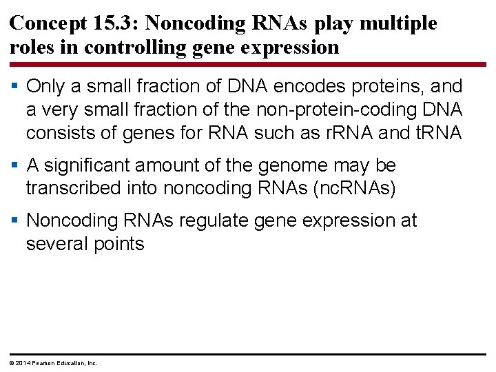 Concept 15. 3: Noncoding RNAs play multiple roles in controlling gene expression § Only