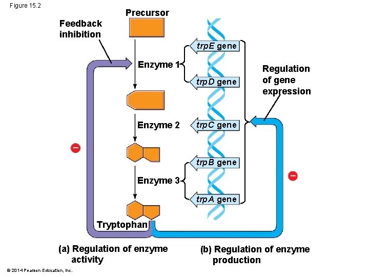 Figure 15. 2 Precursor Feedback inhibition trp. E gene Enzyme 1 trp. D gene