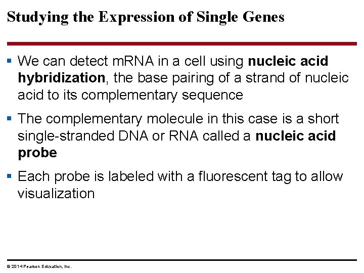 Studying the Expression of Single Genes § We can detect m. RNA in a