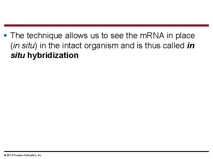 § The technique allows us to see the m. RNA in place (in situ)
