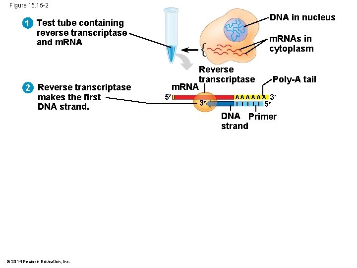 Figure 15. 15 -2 DNA in nucleus 1 Test tube containing reverse transcriptase and