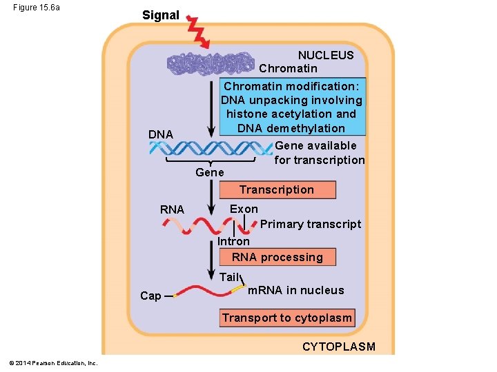 Figure 15. 6 a Signal NUCLEUS Chromatin DNA Chromatin modification: DNA unpacking involving histone