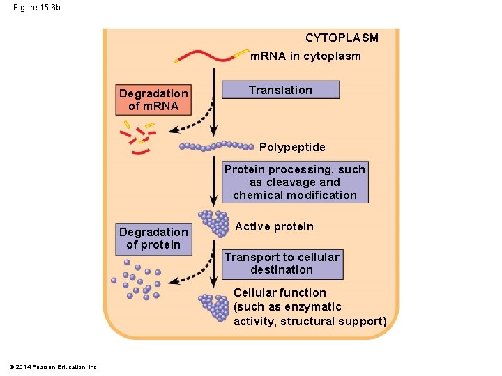 Figure 15. 6 b CYTOPLASM m. RNA in cytoplasm Degradation of m. RNA Translation