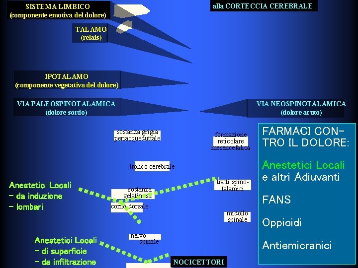 alla CORTECCIA CEREBRALE SISTEMA LIMBICO (componente emotiva del dolore) TALAMO (relais) IPOTALAMO (componente vegetativa