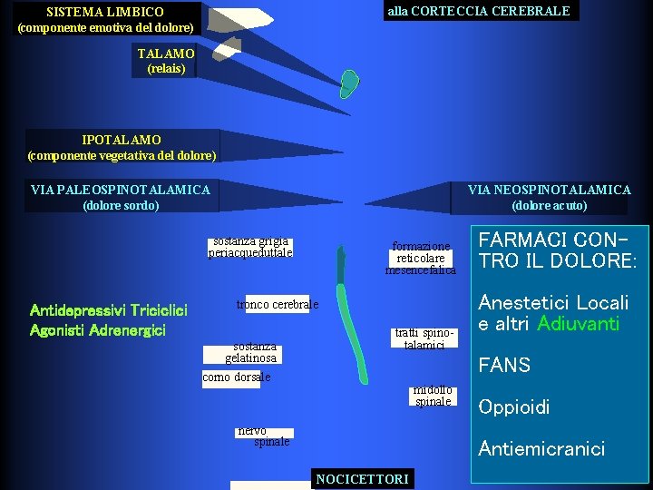 alla CORTECCIA CEREBRALE SISTEMA LIMBICO (componente emotiva del dolore) TALAMO (relais) IPOTALAMO (componente vegetativa