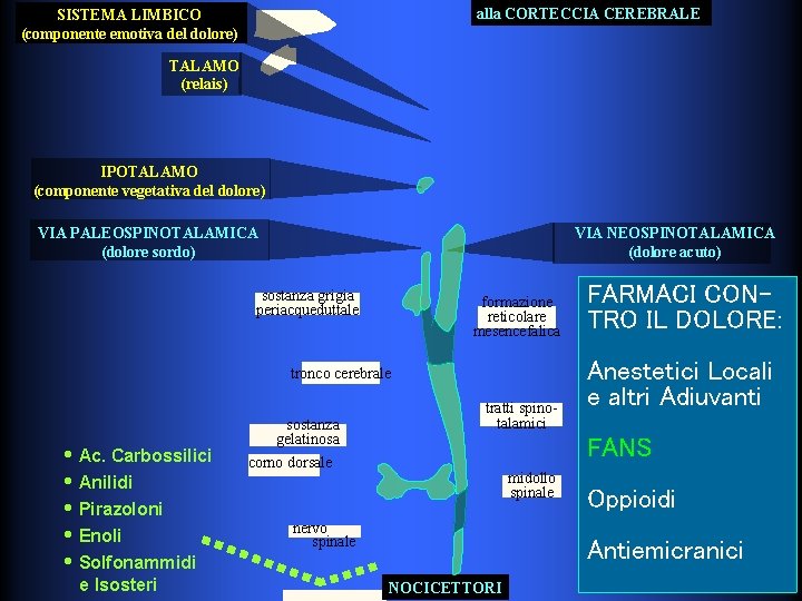 alla CORTECCIA CEREBRALE SISTEMA LIMBICO (componente emotiva del dolore) TALAMO (relais) IPOTALAMO (componente vegetativa