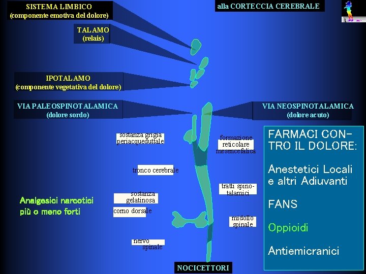 alla CORTECCIA CEREBRALE SISTEMA LIMBICO (componente emotiva del dolore) TALAMO (relais) IPOTALAMO (componente vegetativa