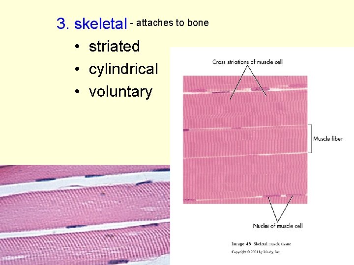 3. skeletal - attaches to bone • striated • cylindrical • voluntary 
