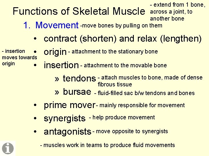 - extend from 1 bone, across a joint, to another bone -move bones by