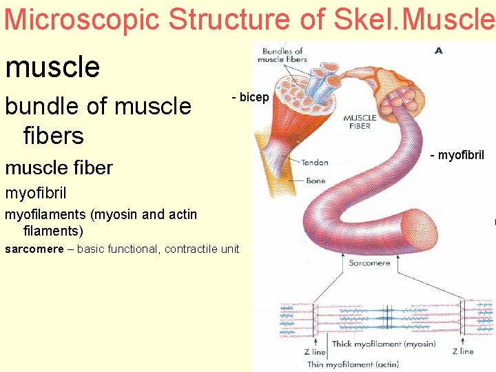 Microscopic Structure of Skel. Muscle muscle bundle of muscle fibers - bicep muscle fiber