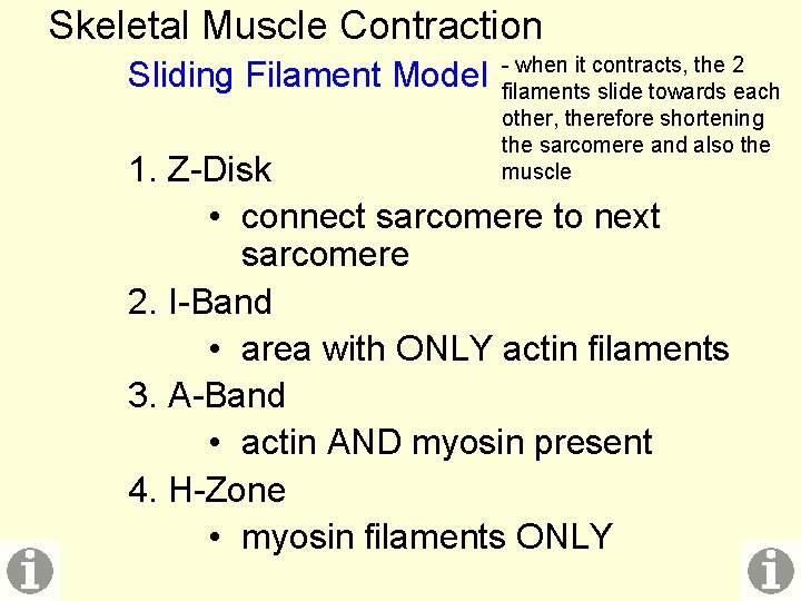 Skeletal Muscle Contraction Sliding Filament Model - when it contracts, the 2 filaments slide