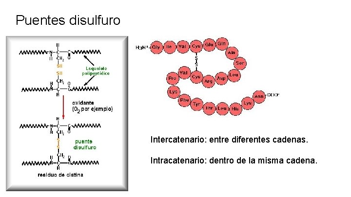 Puentes disulfuro Intercatenario: entre diferentes cadenas. Intracatenario: dentro de la misma cadena. 