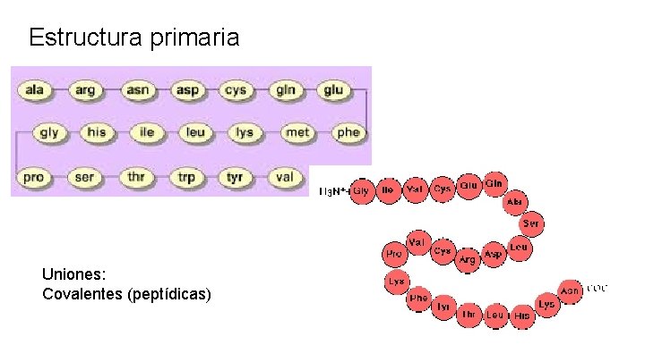 Estructura primaria Uniones: Covalentes (peptídicas) 