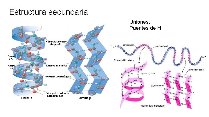 Estructura secundaria Uniones: Puentes de H 