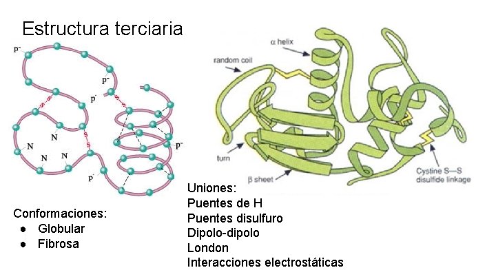 Estructura terciaria Conformaciones: ● Globular ● Fibrosa Uniones: Puentes de H Puentes disulfuro Dipolo-dipolo