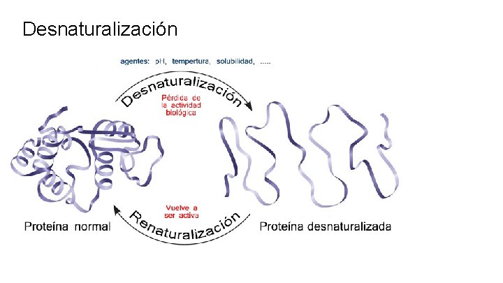 Desnaturalización 