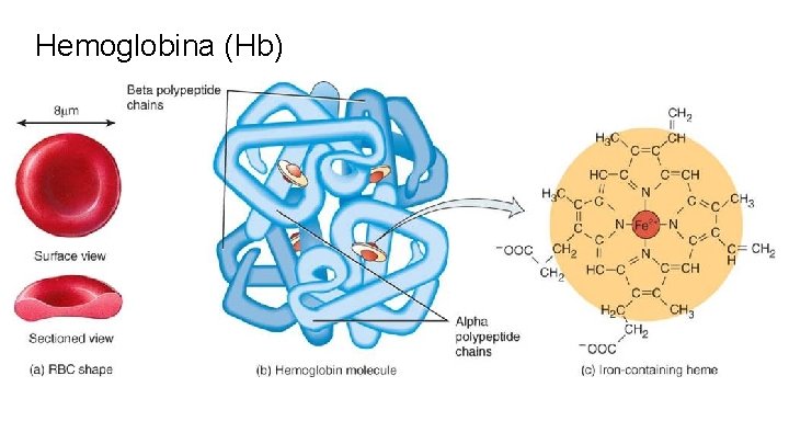 Hemoglobina (Hb) 