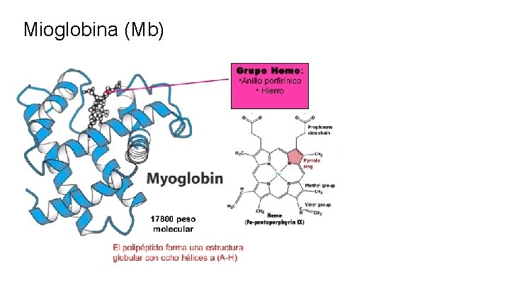 Mioglobina (Mb) 