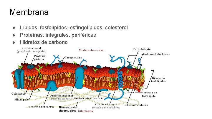 Membrana ● Lípidos: fosfolípidos, esfingolípidos, colesterol ● Proteínas: integrales, periféricas ● Hidratos de carbono