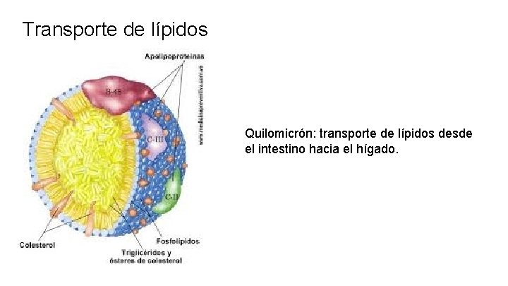Transporte de lípidos Quilomicrón: transporte de lípidos desde el intestino hacia el hígado. 
