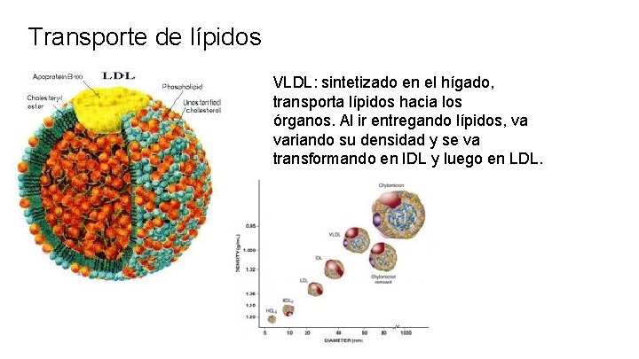 Transporte de lípidos VLDL: sintetizado en el hígado, transporta lípidos hacia los órganos. Al