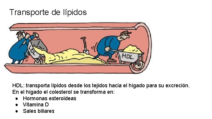 Transporte de lípidos HDL: transporta lípidos desde los tejidos hacia el hígado para su