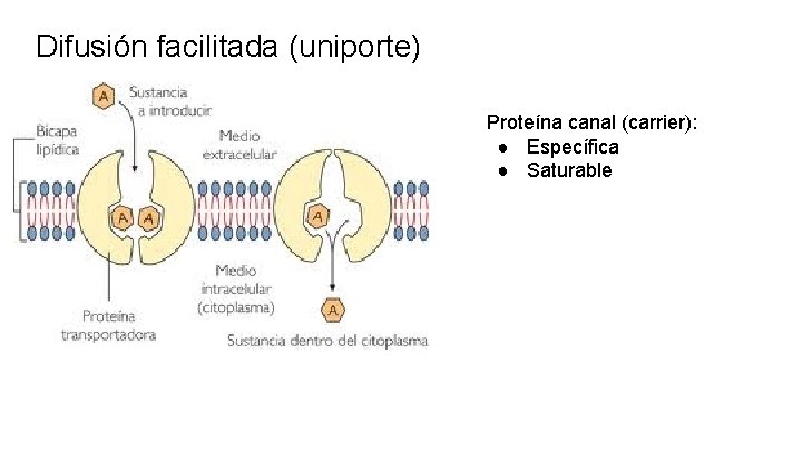 Difusión facilitada (uniporte) Proteína canal (carrier): ● Específica ● Saturable 