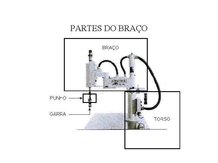 PARTES DO BRAÇO 
