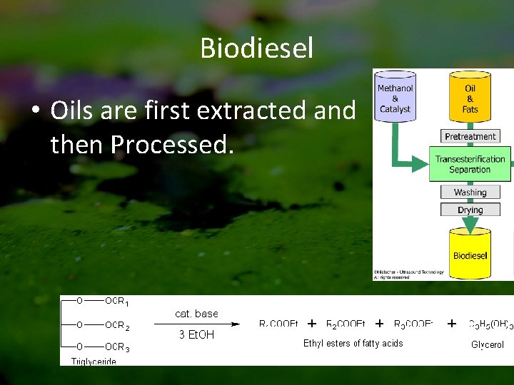 Biodiesel • Oils are first extracted and then Processed. 