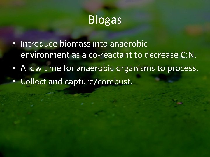 Biogas • Introduce biomass into anaerobic environment as a co-reactant to decrease C: N.