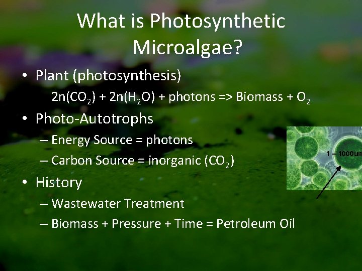 What is Photosynthetic Microalgae? • Plant (photosynthesis) 2 n(CO 2) + 2 n(H 2