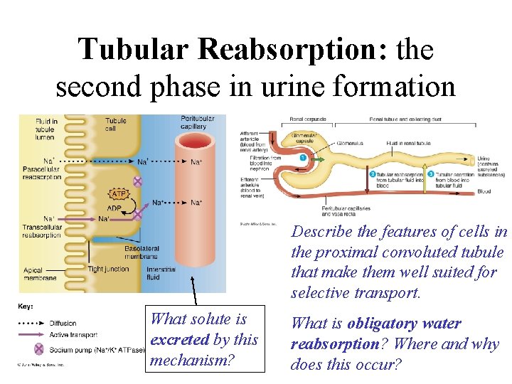 Tubular Reabsorption: the second phase in urine formation Describe the features of cells in