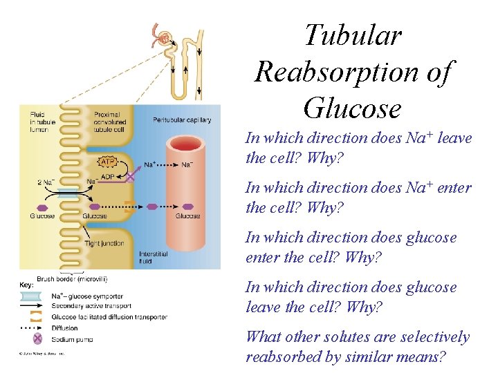 Tubular Reabsorption of Glucose In which direction does Na+ leave the cell? Why? In
