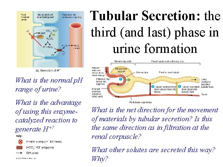 Tubular Secretion: the third (and last) phase in urine formation What is the normal