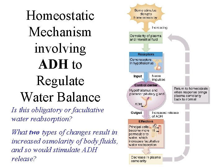 Homeostatic Mechanism involving ADH to Regulate Water Balance Is this obligatory or facultative water